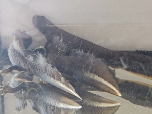 Kammmolch Triturus cristatus Bild 6
