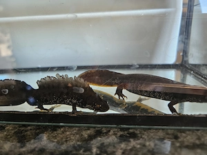 Kammmolch Triturus cristatus Bild 4