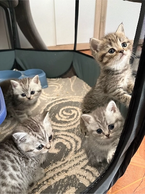 Britisch Kurzhaar Kitten   liebevoll aufgezogen   