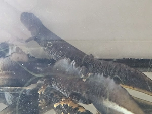 Kammmolch Triturus cristatus Bild 5