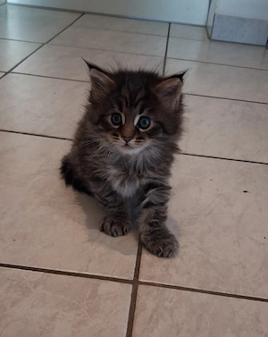 Maine Coon XL Kitten Grosse Jungs