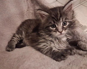 Maine Coon XL Kitten Grosse Jungs