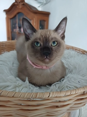 Tonkanesen kitten. 3 mädchen noch frei.