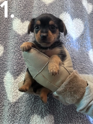 Yorkshire-Terrier Welpen 