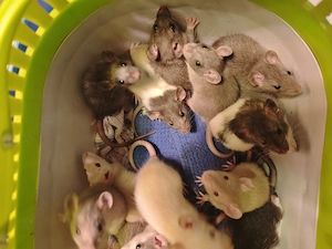 Farbratten Babys Jungtiere 