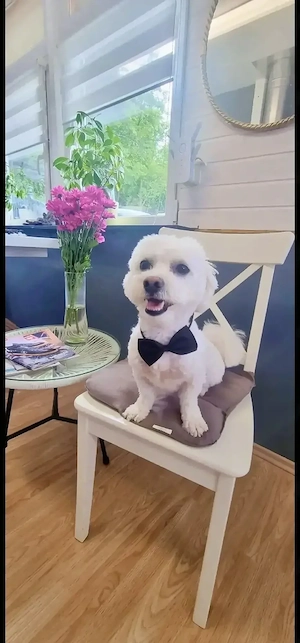 Deckrüde Pablo