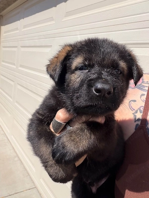 Deutsche Schäferhund Welpen zu verkaufen