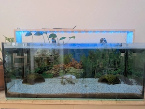 Axolotl Aquarium komplett