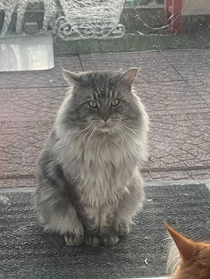 Wundervolle Maine Coon Kitten Bild 9