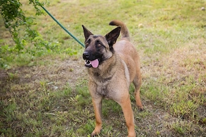 Malinoishündin *SHERRY* - hier ist Wissen über die Haltung und die Bedürfnisse gefragt