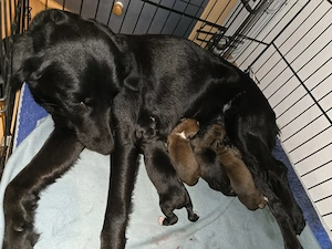 Kleine Labrador boxer Mischlinge suchen ein tolles Zuhause 