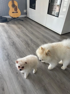 Traumhafter Zwergspitz (Pomeranian) Rüde   3 Monate alt, geimpft, gechipt & bestens sozialisiert