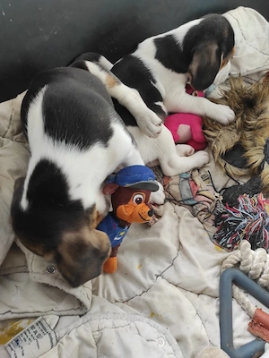 Schöne Beagle Welpen 9 Wochen alt 