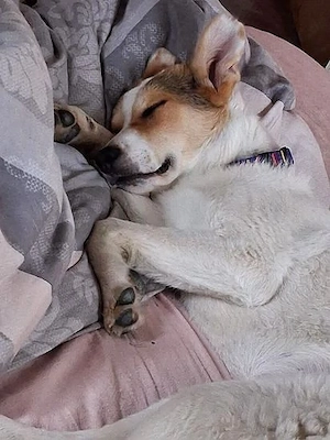 Prächtiges Hundekind Adina - hat den Schalk im Nacken Bild 7