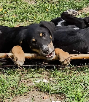 Welpe Rocky und seine Geschwister auf Pflegestelle 27374 Visselhövede, suchen ein Zuhause Bild 6