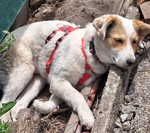 Prächtiges Hundekind Adina - hat den Schalk im Nacken Bild 3