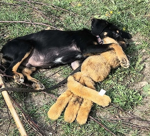 Welpe Rocky und seine Geschwister auf Pflegestelle 27374 Visselhövede, suchen ein Zuhause Bild 4