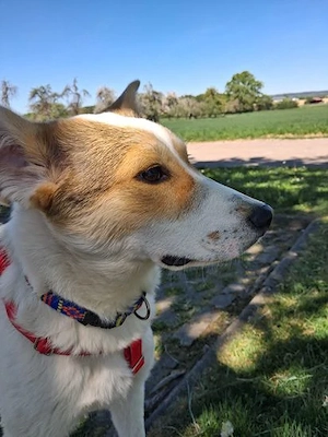 Prächtiges Hundekind Adina - hat den Schalk im Nacken Bild 8
