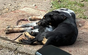 Welpe Rocky und seine Geschwister auf Pflegestelle 27374 Visselhövede, suchen ein Zuhause Bild 7