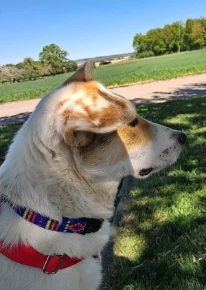 Prächtiges Hundekind Adina - hat den Schalk im Nacken Bild 5