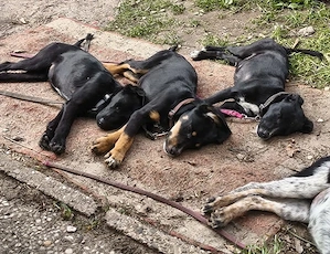 Welpe Rocky und seine Geschwister auf Pflegestelle 27374 Visselhövede, suchen ein Zuhause Bild 8