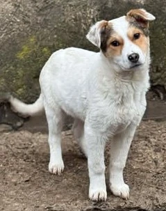 Prächtiges Hundekind Adina - hat den Schalk im Nacken Bild 2