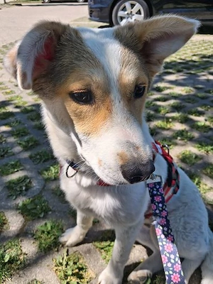 Prächtiges Hundekind Adina - hat den Schalk im Nacken Bild 4