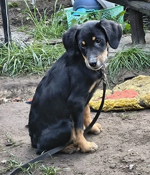 Welpe Rocky und seine Geschwister auf Pflegestelle 27374 Visselhövede, suchen ein Zuhause Bild 3