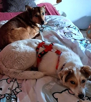Prächtiges Hundekind Adina - hat den Schalk im Nacken Bild 10