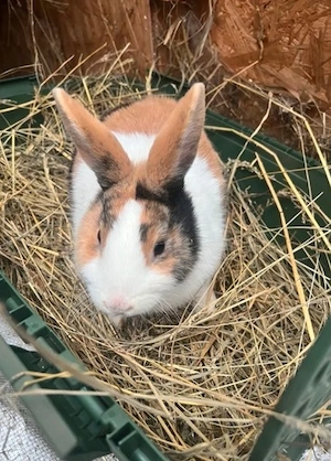 Holländer Bock