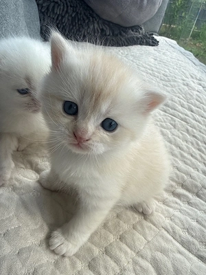 BKH kitten 