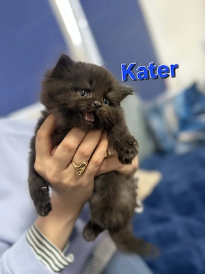 Bkh katzen