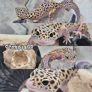 0.1 Leopardgecko Weibchen - HX MS Ghost Eclipse het. TA