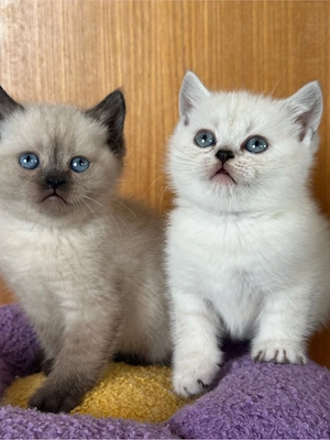 BKH Kitten *2 Jungs & 2 Mädchen*
