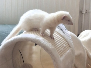Albino Frettchen Fähe kastriert