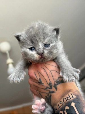süße katzenbabys 