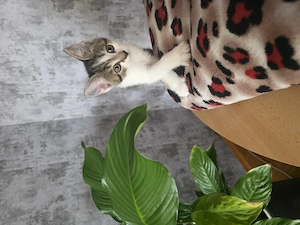  Liebevolle Kitten suchen ein Zuhause mit Herz 