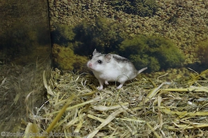 Junge Chinesische Streifenhamster