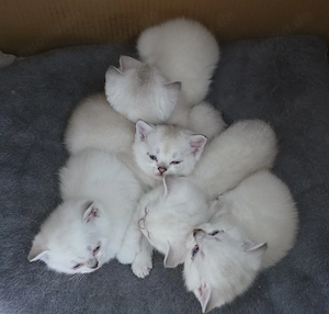 Zum Verkauf stehen 6 wunderschöne British Shorthair Kätzchen  