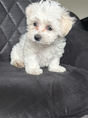 maltipoo rüde 