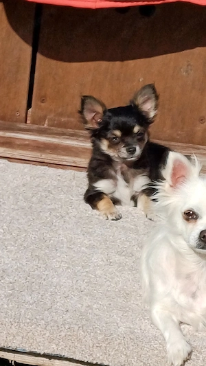 Langhaar chihuahua Hündin 