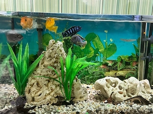 Aquariumfischen+ tisch