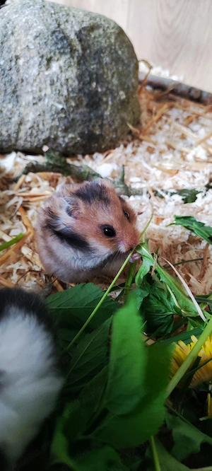 Teddyhamster 