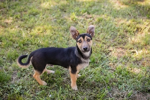 Chip-Nr. 267638 - Welpe - Der kleine Hundemann sucht ein liebevolles Zuhause