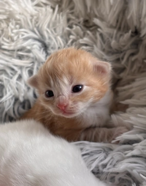Reinrassige Norwegische Waldkatzen Kitten mit Papieren