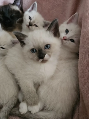 katzenbabys suchen noch ein liebevolles zuhause
