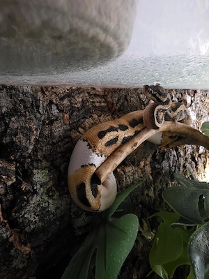 Piebald DNZ 25