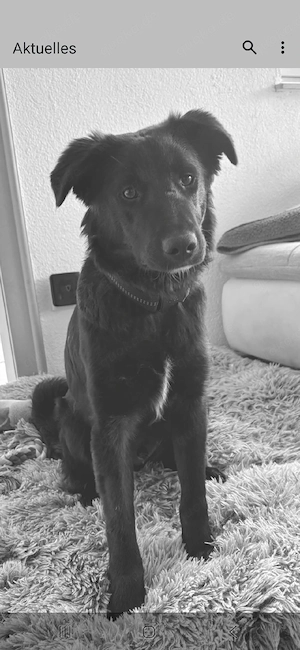 Border-Collie-Mix 