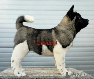 American akita wurfankündigung Gesucht  