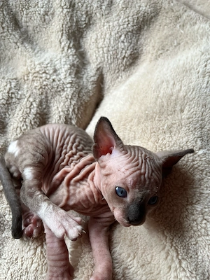 Canadian Sphynx ( M) Baby mit Tasthaare Bild 5